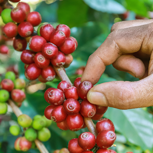 Coffee sustainability course – coffee sustainability program sca