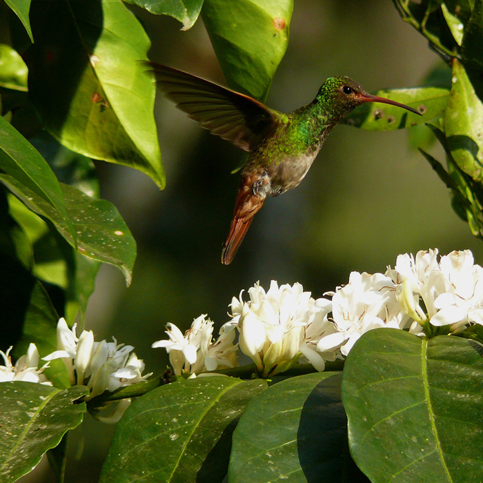 Coffee sustainability course – coffee sustainability program sca