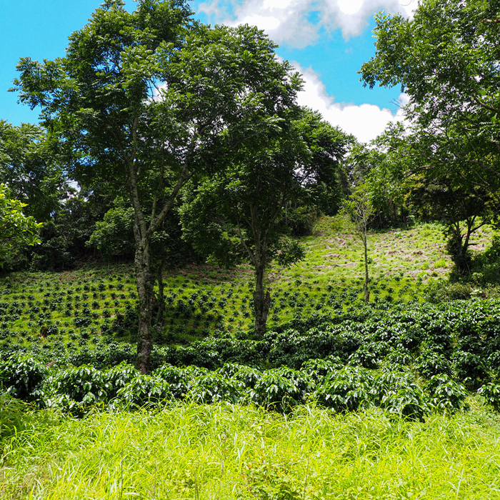 Coffee sustainability course – coffee sustainability program sca