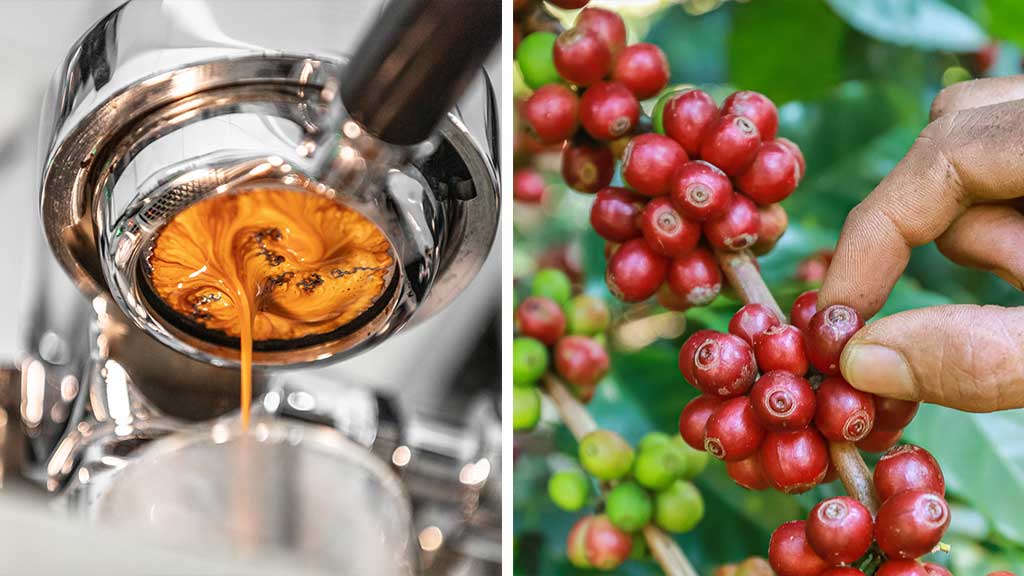 What is the price of coffee per kilogram?
