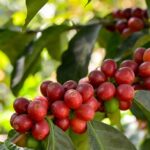 corsi sostenibilità caffè