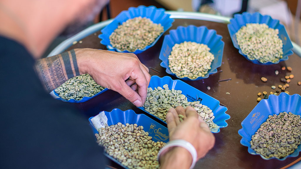 selezione caffè verde