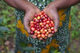 Caffe dell'uganda