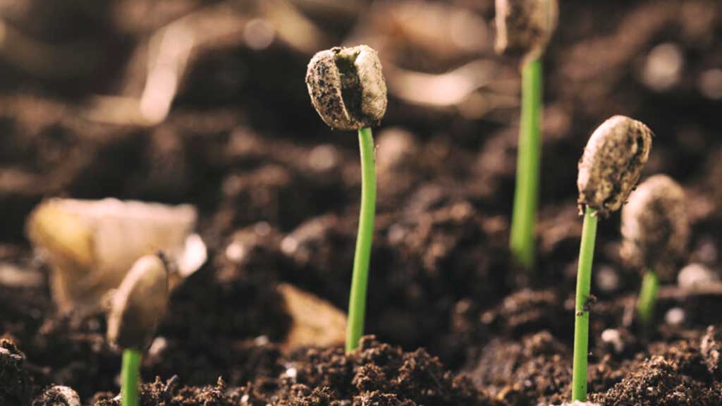 Coffee baby plant