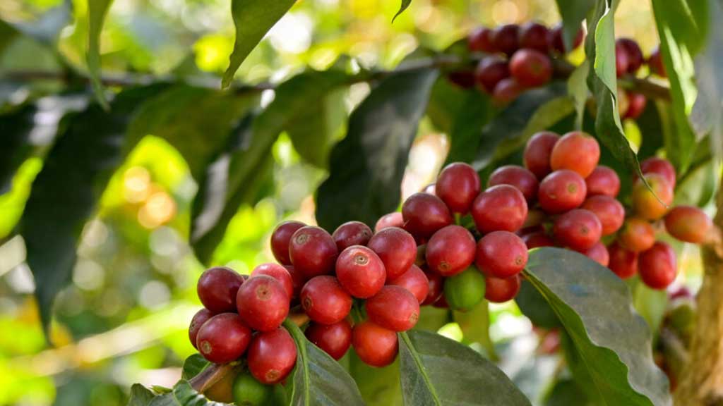 Coffee Cherry